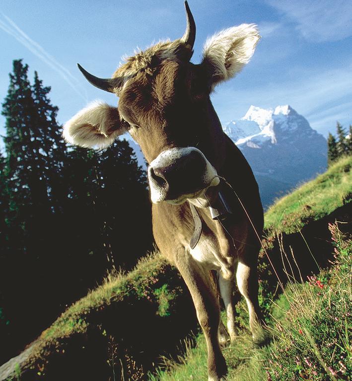 Mountain Lodge Urweider Innertkirchen Bagian luar foto